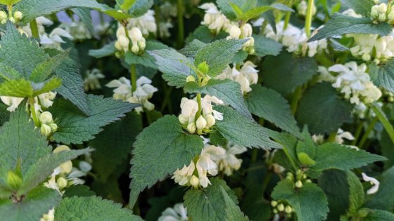 Baltažiedė notrelė