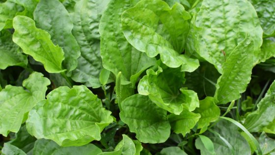 Plačialapis gyslotis