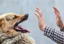 Štai, kaip elgtis sutikus agresyvų šunį: nedarykite šių klaidų