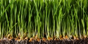ES reikalauja griežtai kontroliuoti žmogui ir aplinkai pavojingus biocidus