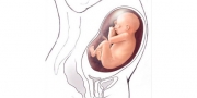 Nėštumo kalendorius. 31 savaitė