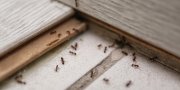 Namus užpuolė skruzdėlės? Štai, kaip su tuo kovoti