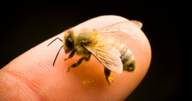 Pirmoji pagalba įgėlus bitei