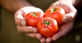 Pomidorai - būtina vasaros meniu dalis