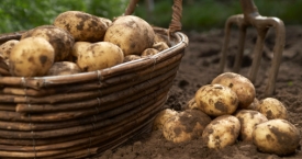 Naudingosios bulvių savybės