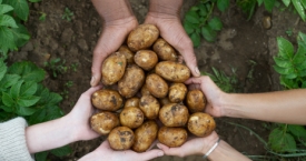 Kuo naudingos žalios bulvės?