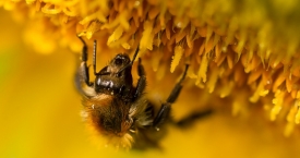 Bičių pikis - stipriausias natūralus antibiotikas