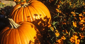 Naudingiausios ir skaniausios rudens gėrybės (foto)