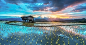 Vaizdingos ryžių terasos Vietname (foto)