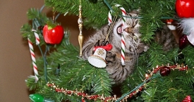 Kaip naminiai gyvūnai Kalėdas vogė... (foto)