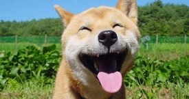 Laimingiausių pasaulyje gyvūnų rinkinukas (foto)
