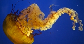 Gražiausios medūzų nuotraukos (foto)