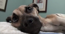 Viltis miršta paskutinė: savanoriams pavyko iš mirties nagų išplėšti badu marintą šunelį (video)