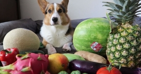 Eksperimentas: vaikinas patikrino, ką iš vaisių ir daržovių mėgsta jo korgis (video)