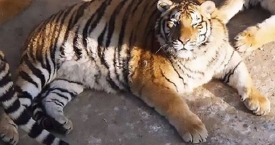 Zoologijos sode pasitaisę tigrai šypsenas kelia ne visiems (foto)