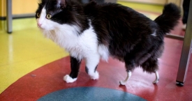 Užpakalinių kojų netekęs katinas gavo naujas (foto)