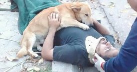 Ištikimas šuo, nepalikęs traumą patyrusio šeimininko, tapo interneto žvaigžde (foto)