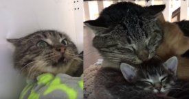 Jaudinanti laukinio katino reakcija į kačiukus (video)