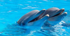 Kaip linksminasi delfinai (video)