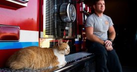 Katinas-psichoterapeutas padeda ugniagesiams gelbėtojams kovoti su stresu (foto)