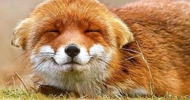 Šypseną keliančių gyvūnų nuotraukų rinkinukas liūdnai dienai (foto)