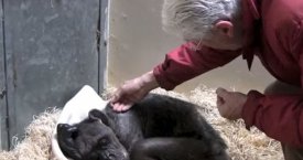 59 metų šimpanzė sutinka savo seną draugą (video)