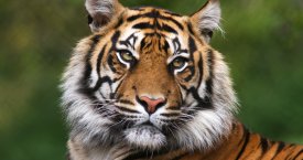 Danties skausmą kentęs tigras rodo dėkingumą veterinarui (video)