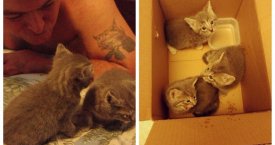 Katė atvedė savo vaikučius pas veterinarą ir paprašė pagalbos (foto)