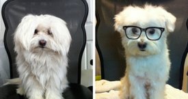 Prieš ir po apsilankymo šunų kirpykloje (foto)