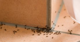 Kaip apsisaugoti nuo skruzdėlių?