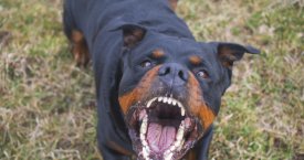 Kaip elgtis, jei matote agresyviai nusiteikusį šunį?