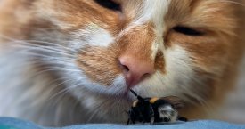 Narsūs katinai, pralaimėję kovą su bitėmis (foto)