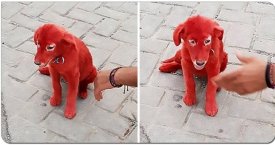 Vyras nusipirko raudonos spalvos šunį, nenutuokdamas, kuo tai gali baigtis (foto)