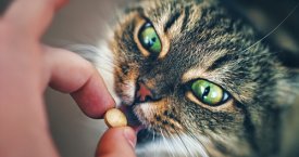 Kaip sumaitinti katei tabletę? (video)