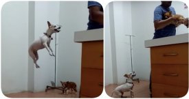 Smagus vaizdelis veterinarijos klinikoje: mažas šunelis jaudinasi dėl savo draugo (video)