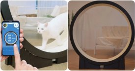 Korėjiečiai sukūrė treniruoklį nutukusioms katėms (foto, video)