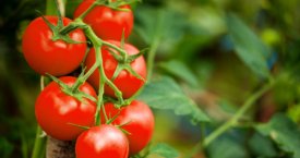Prasidėjo lietuviškų pomidorų sezonas: valgyti siūloma kasdien ir po daug