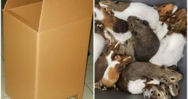 Į gyvūnų prieglaudą atneštos dėžės turinys nustebino visus (foto)