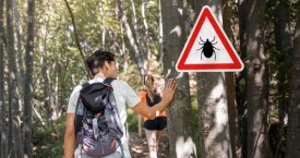 Klastingos erkės: būdai, kaip apsaugoti save ir artimuosius nuo erkinio encefalito