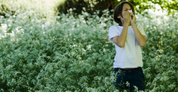 Kambarinės gėlės ir alergija