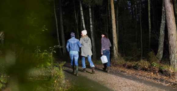 Miško gyvenimas Estijoje tiesiogiai transliuojamas internetu
