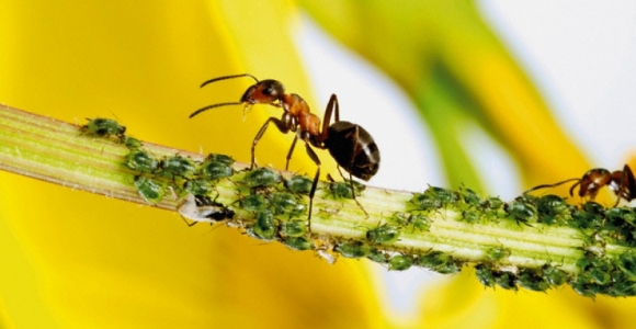 Nelaukti svečiai: tarakonai ir skruzdės