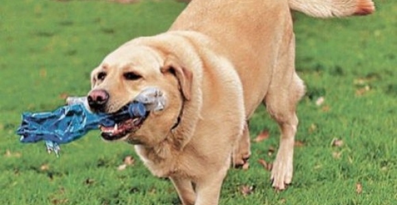 Labradoro indėlis į aplinkos apsaugą - 26 000 perdirbtų plastikinių butelių