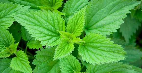 Dilgėlė: kodėl ja reikia džiaugtis, o ne bijoti?