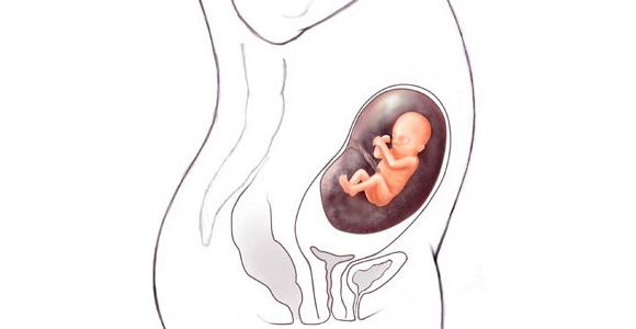Nėštumo kalendorius. 19 savaitė