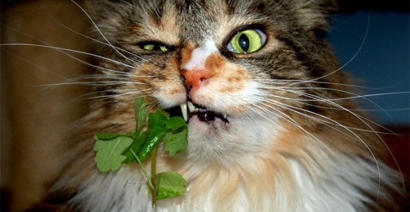 Kaip katžolės veikia kates (foto)