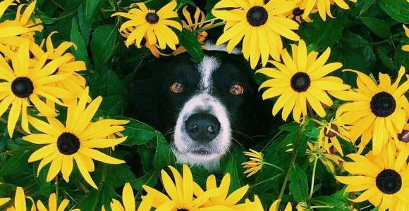 Treniruotė akims: suraskite pasislėpusį šunį (foto)