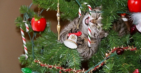 Kaip naminiai gyvūnai Kalėdas vogė... (foto)