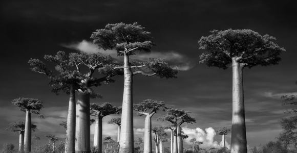 Seniausi pasaulio medžiai Beth Moon fotografijoje (foto)