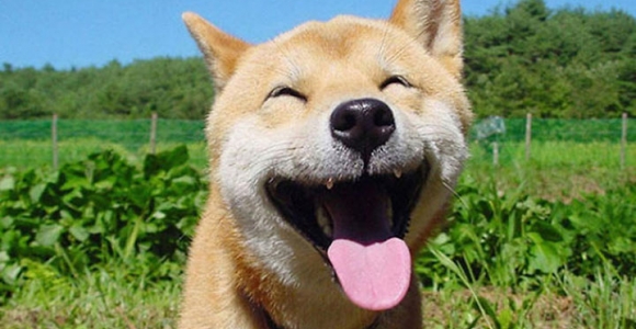 Laimingiausių pasaulyje gyvūnų rinkinukas (foto)